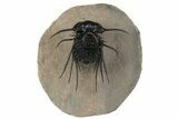 Dicranurus Trilobite - Free Standing Spines! #189958-4